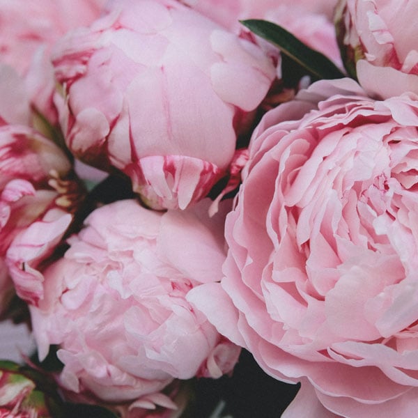 The Peony, May Birth Flower with Personalised Necklace