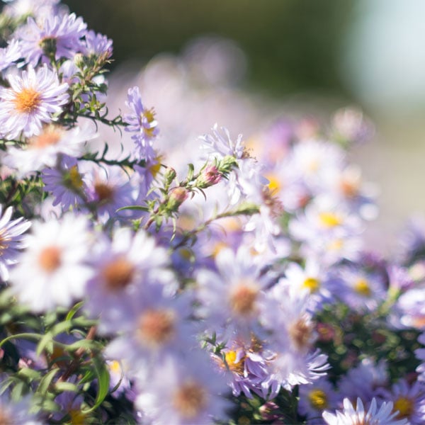 September Birth Flower: Aster