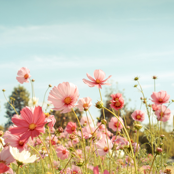 October Birth Flower: Cosmos